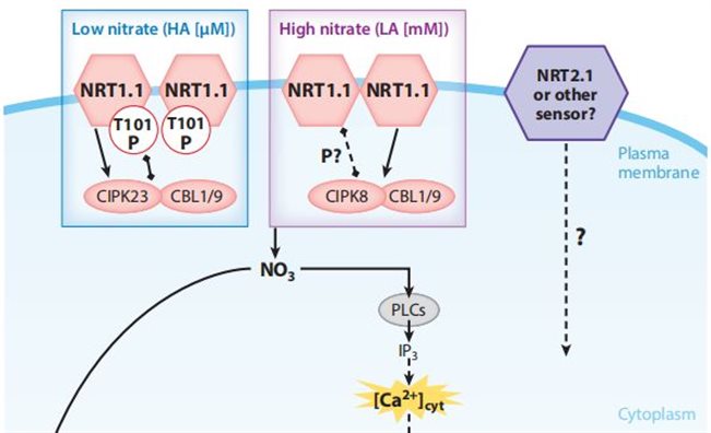 NRT